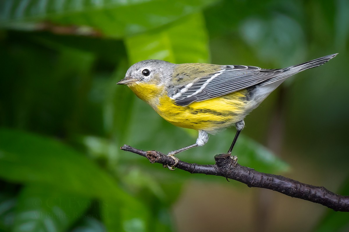 Magnolia Warbler - ML643840376