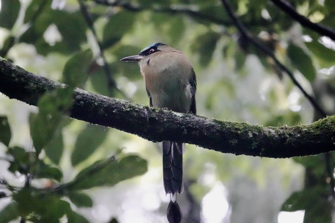 Blue-capped Motmot - ML643840378