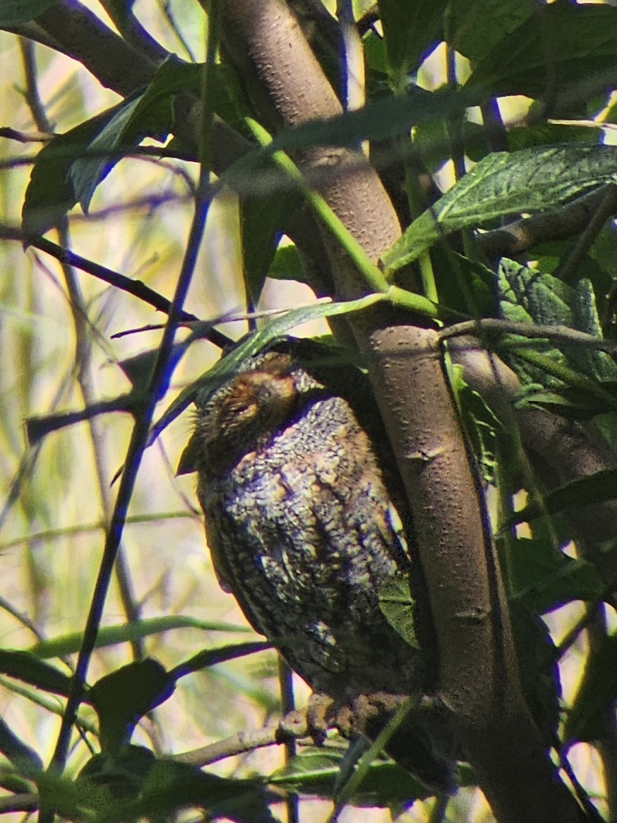 Flammulated Owl - ML643840379