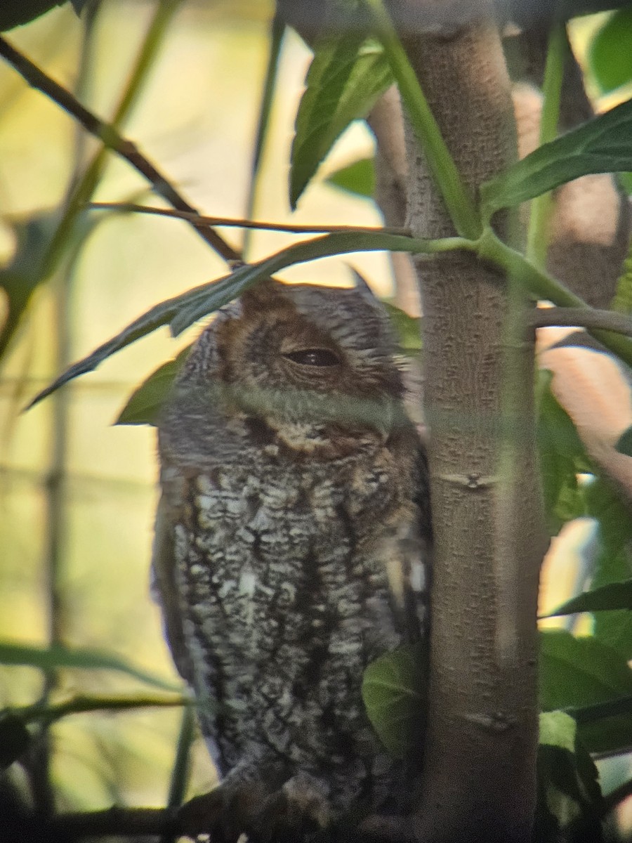 Flammulated Owl - ML643840380