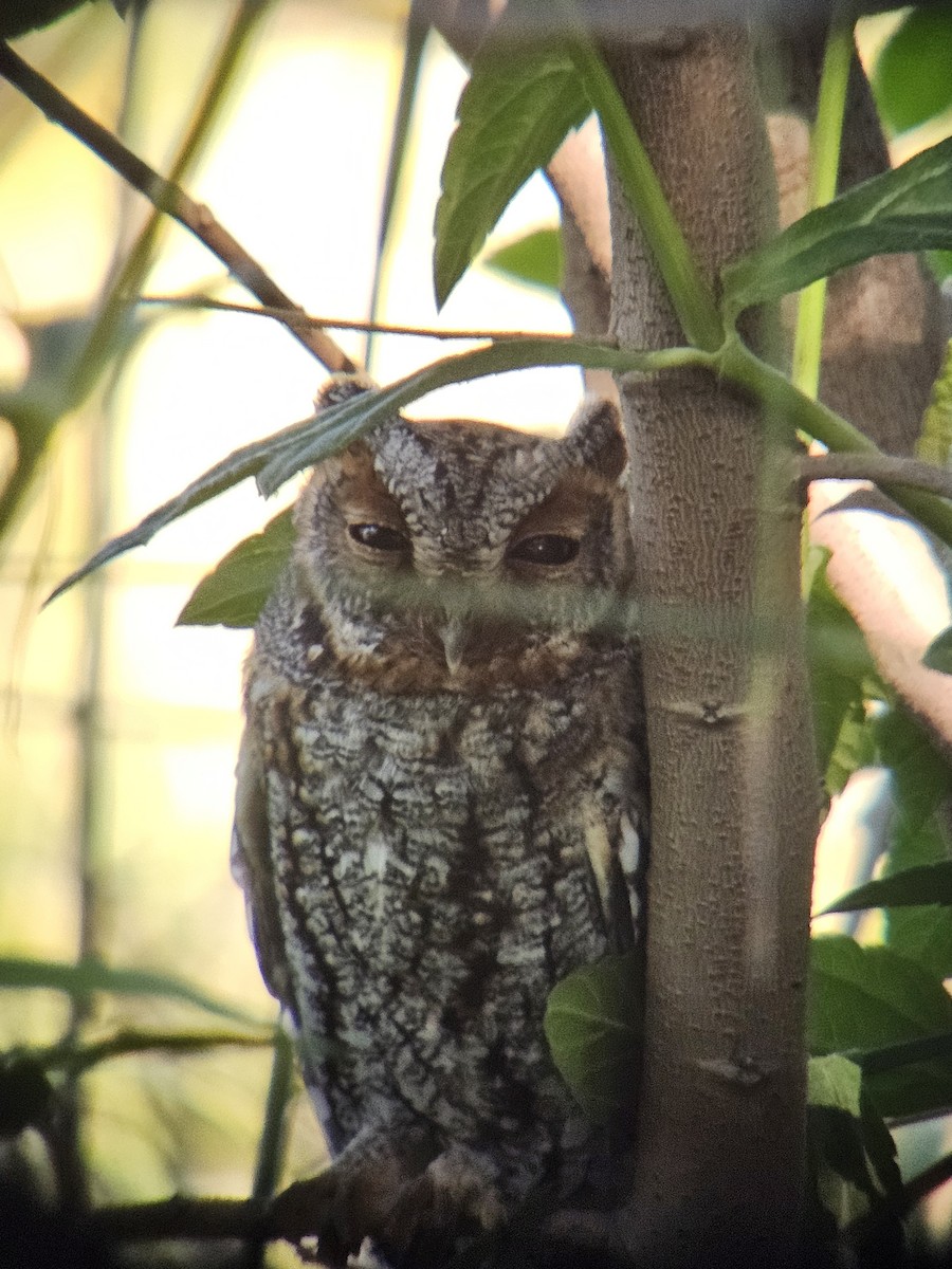 Flammulated Owl - ML643840381