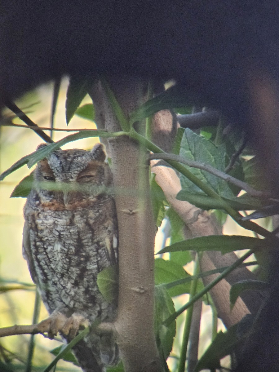 Flammulated Owl - ML643840382