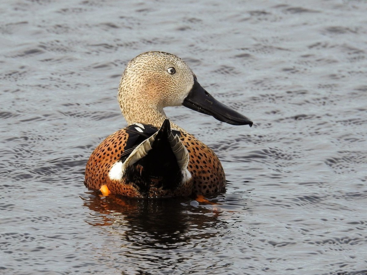 Red Shoveler - ML643840383
