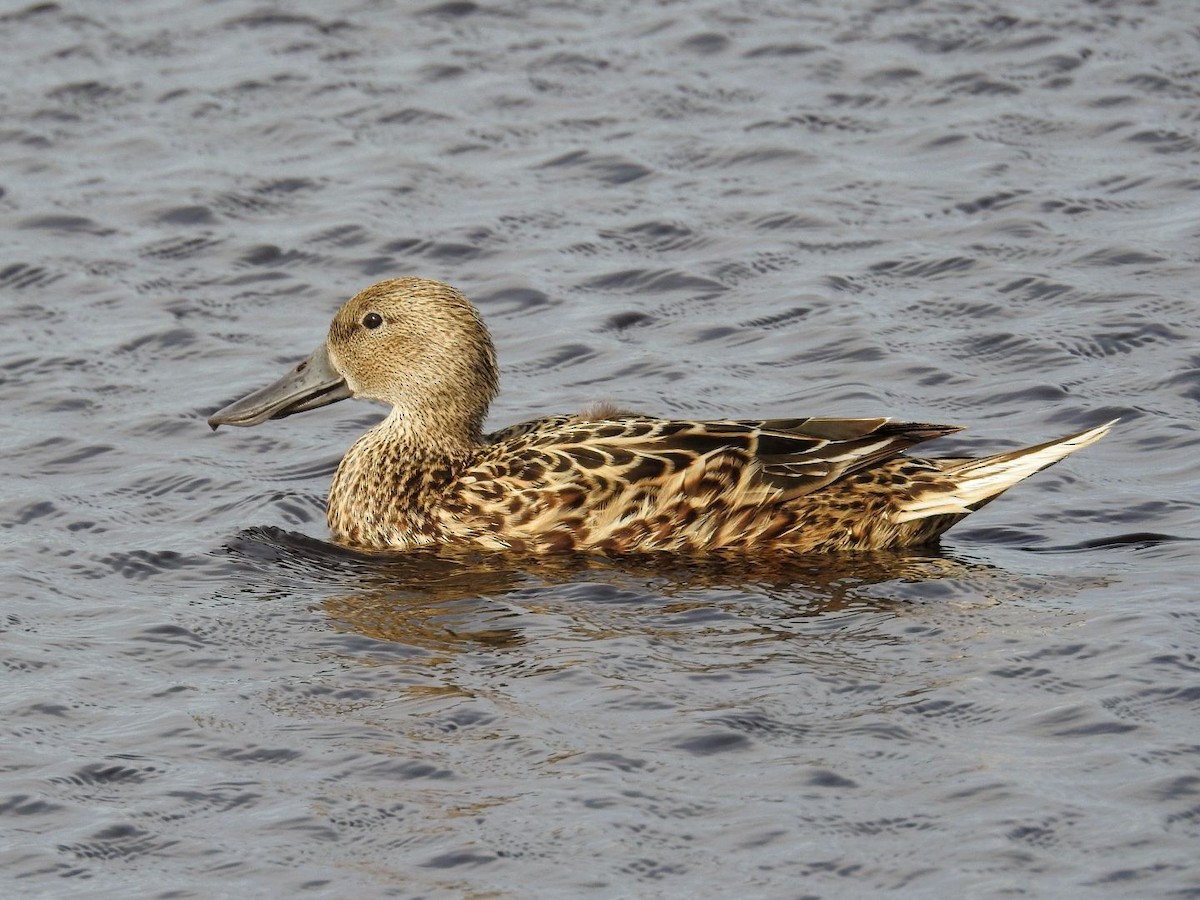 Red Shoveler - ML643840385