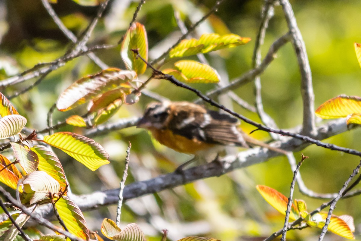 Black-headed Grosbeak - ML643840442
