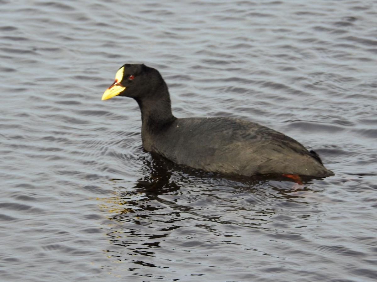 Red-gartered Coot - ML643840444
