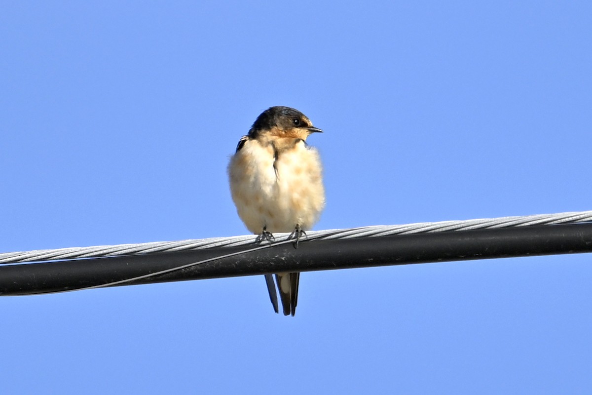 Деревенская ласточка - ML643840445