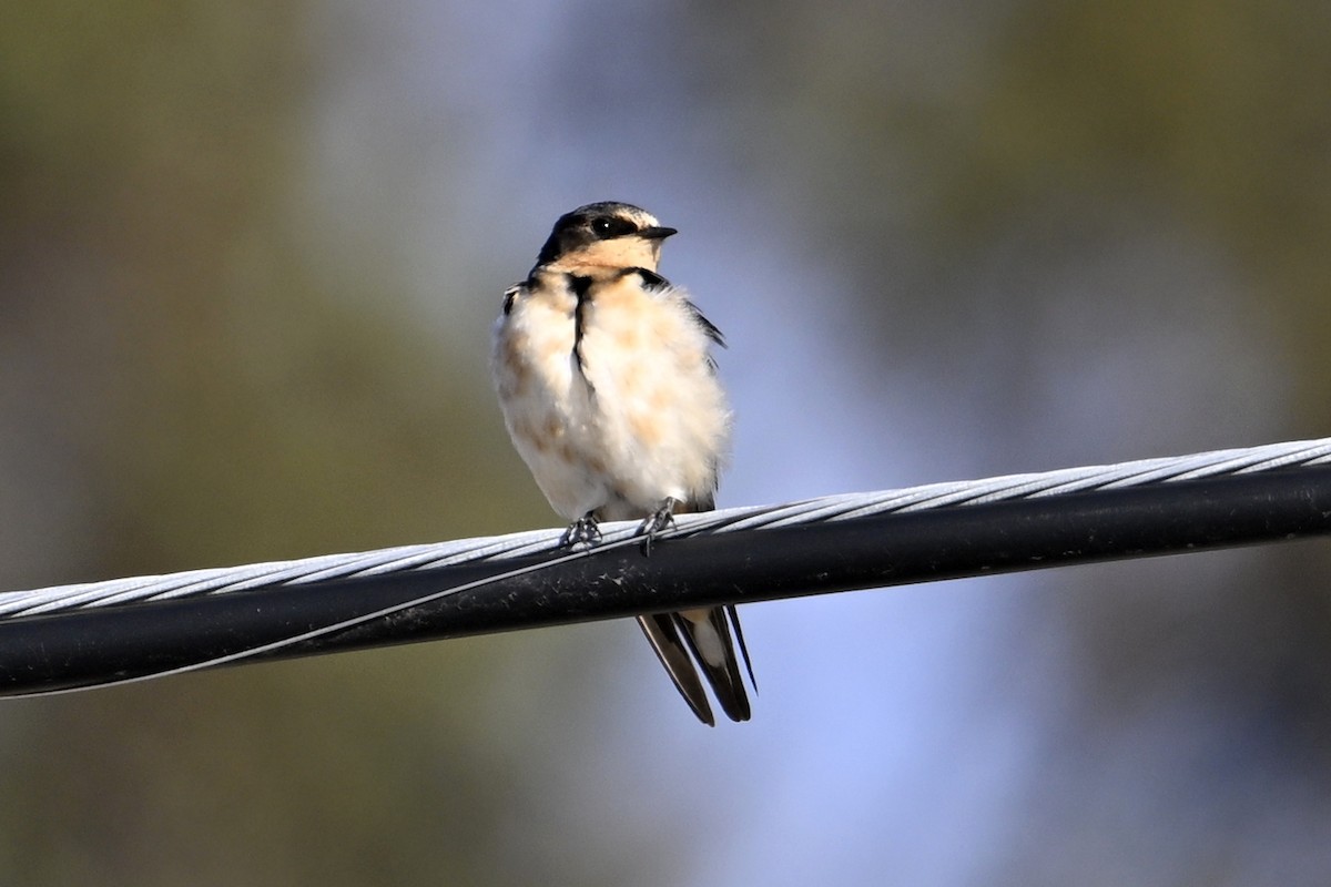 Деревенская ласточка - ML643840451