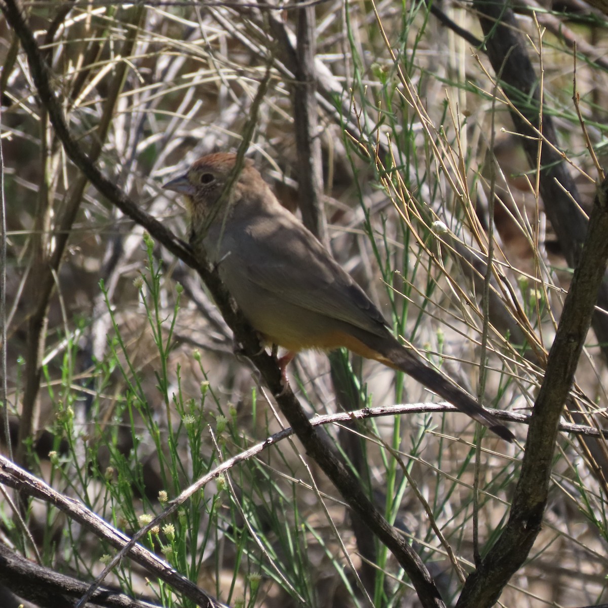 Canyon Towhee - ML643840453