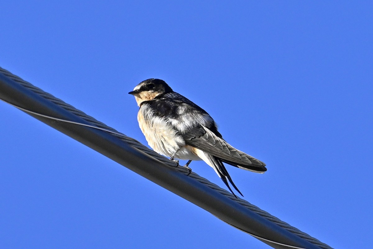 Деревенская ласточка - ML643840455