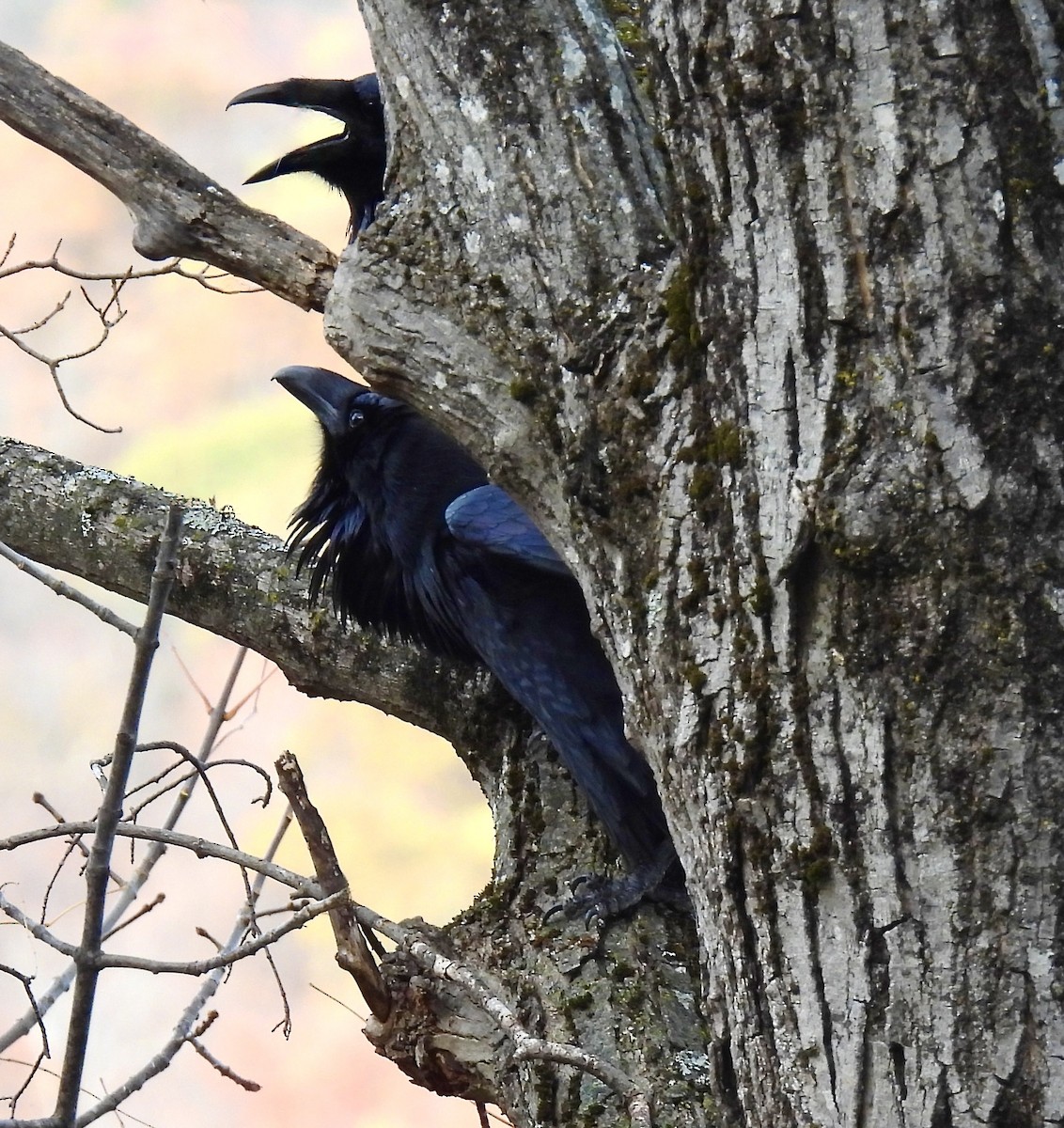 Common Raven - ML643840463