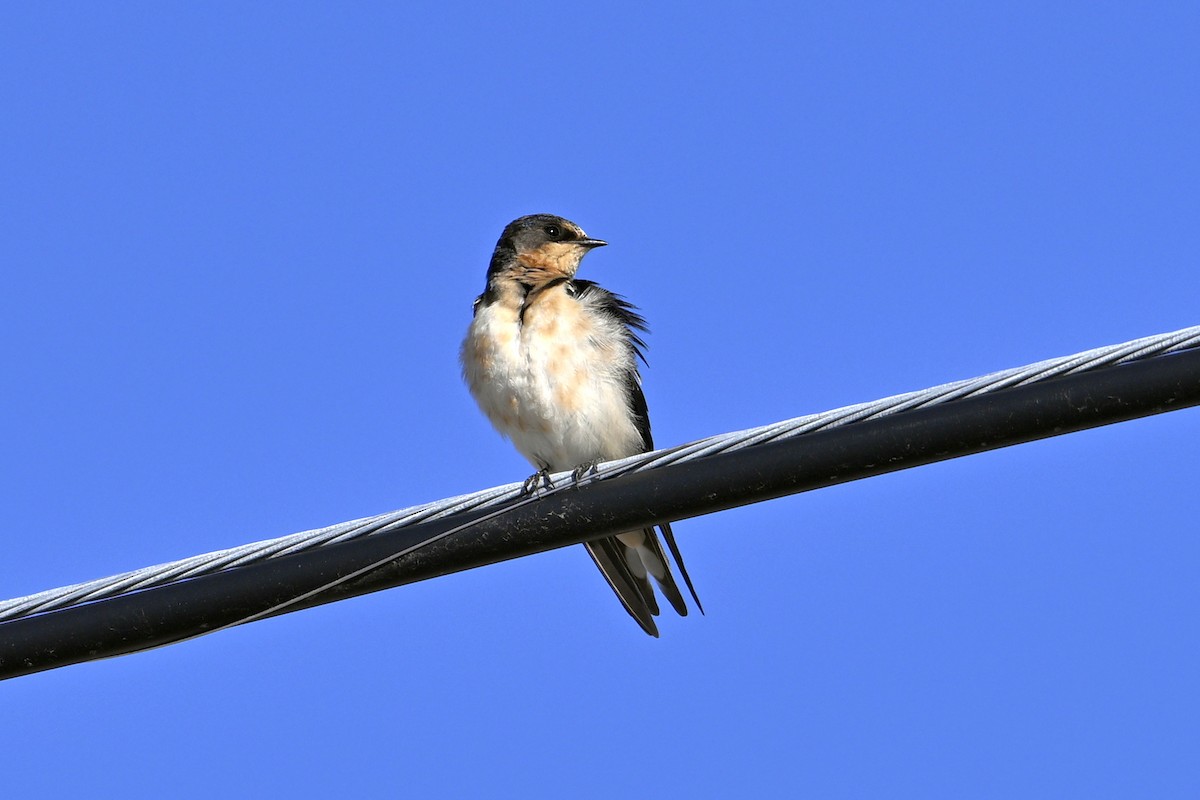 Деревенская ласточка - ML643840465