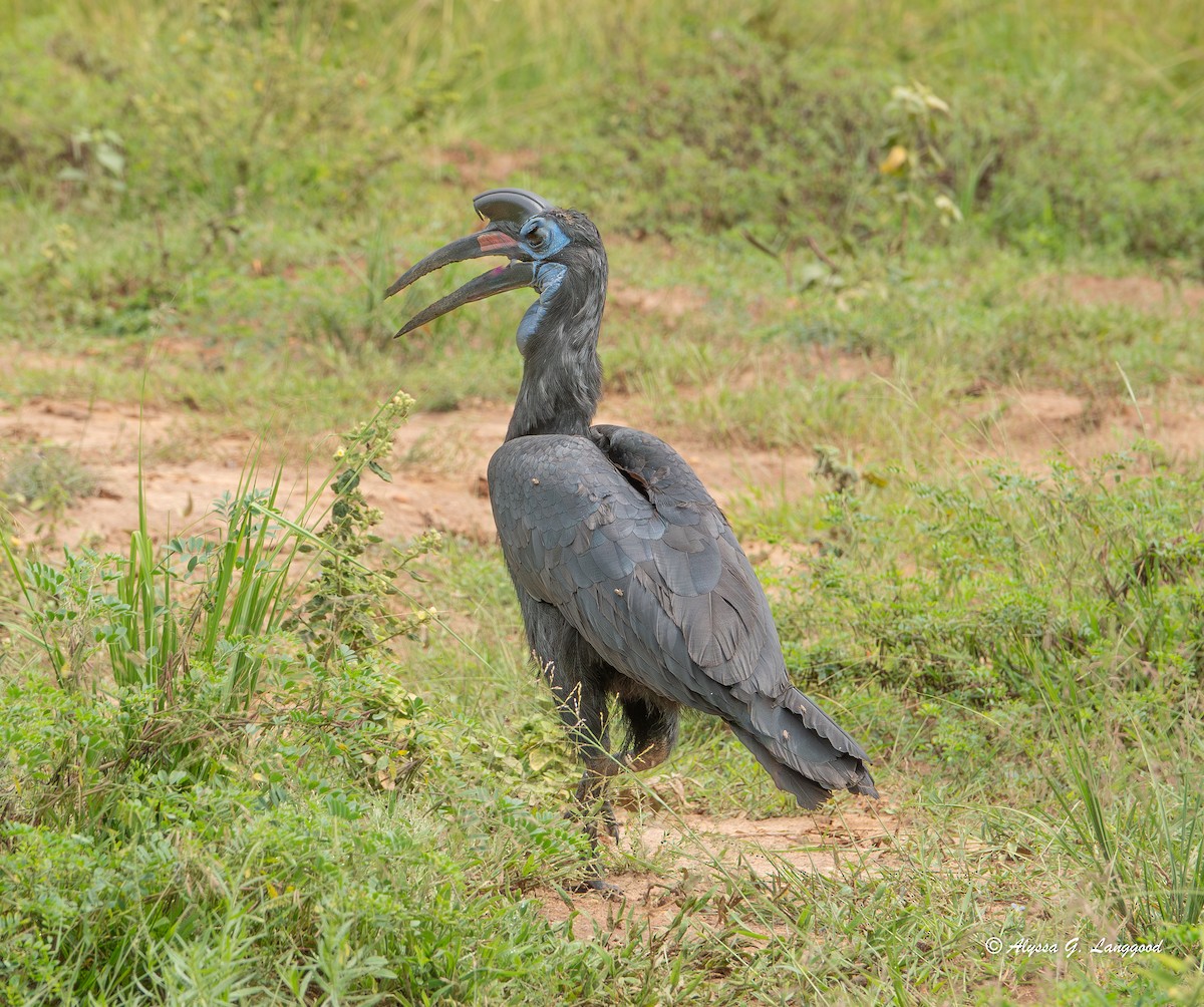 zoboroh severní - ML643840467