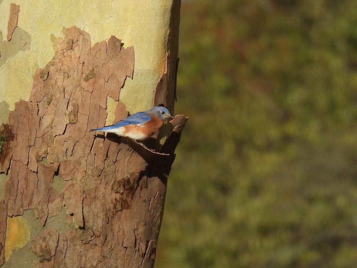 Eastern Bluebird - ML643840469