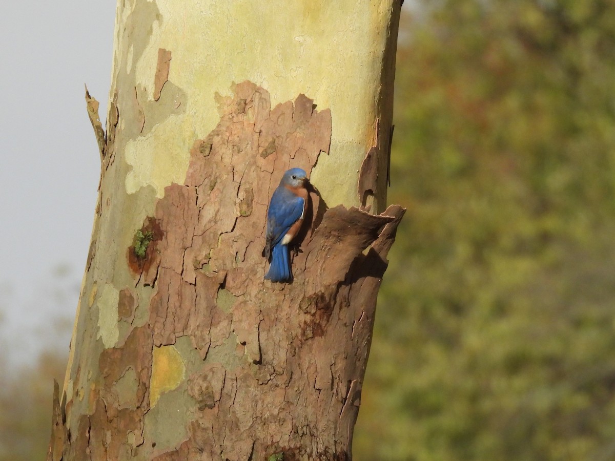Eastern Bluebird - ML643840470