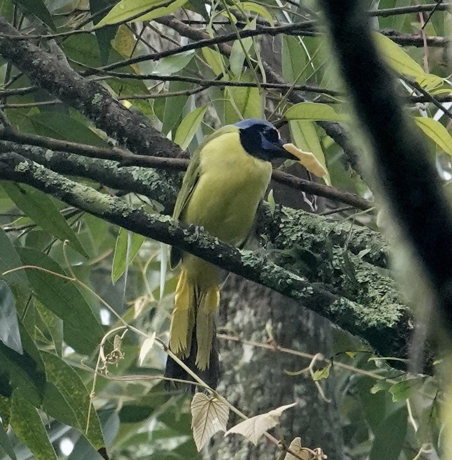 Green Jay - ML643840475