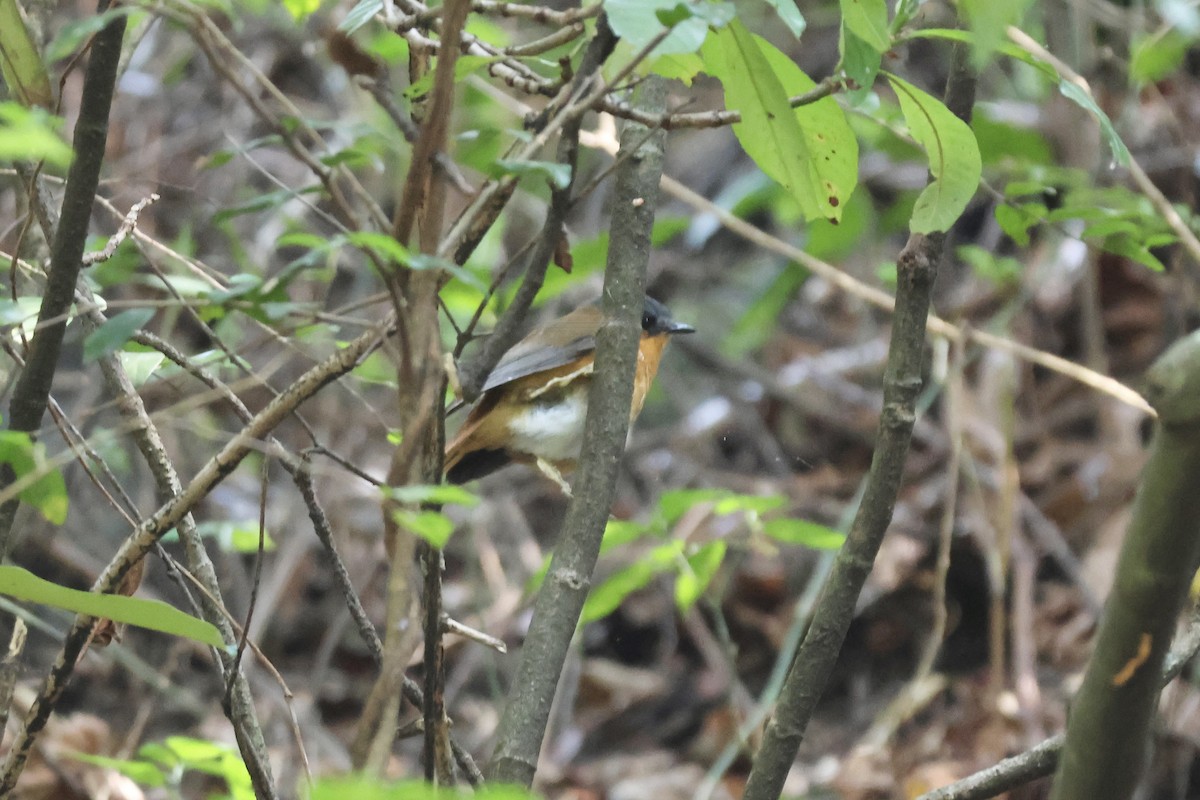 storakalat - ML643840481