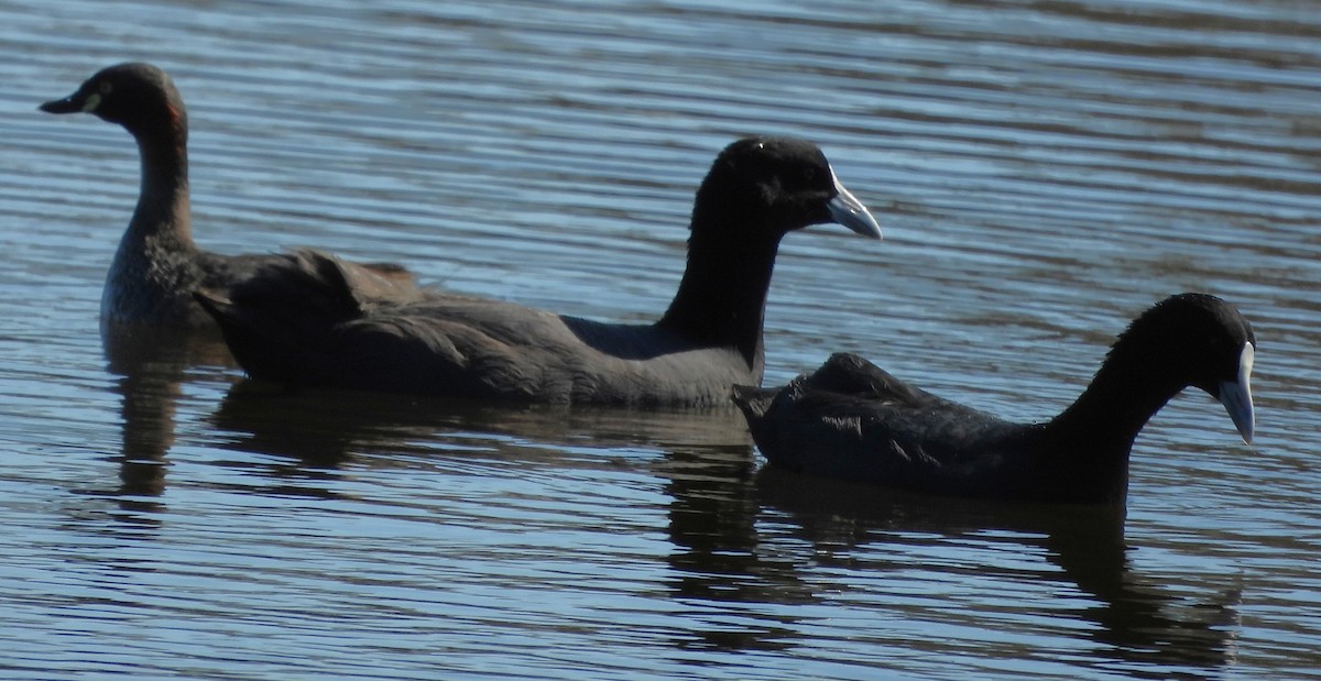 Eurasian Coot - ML643840485