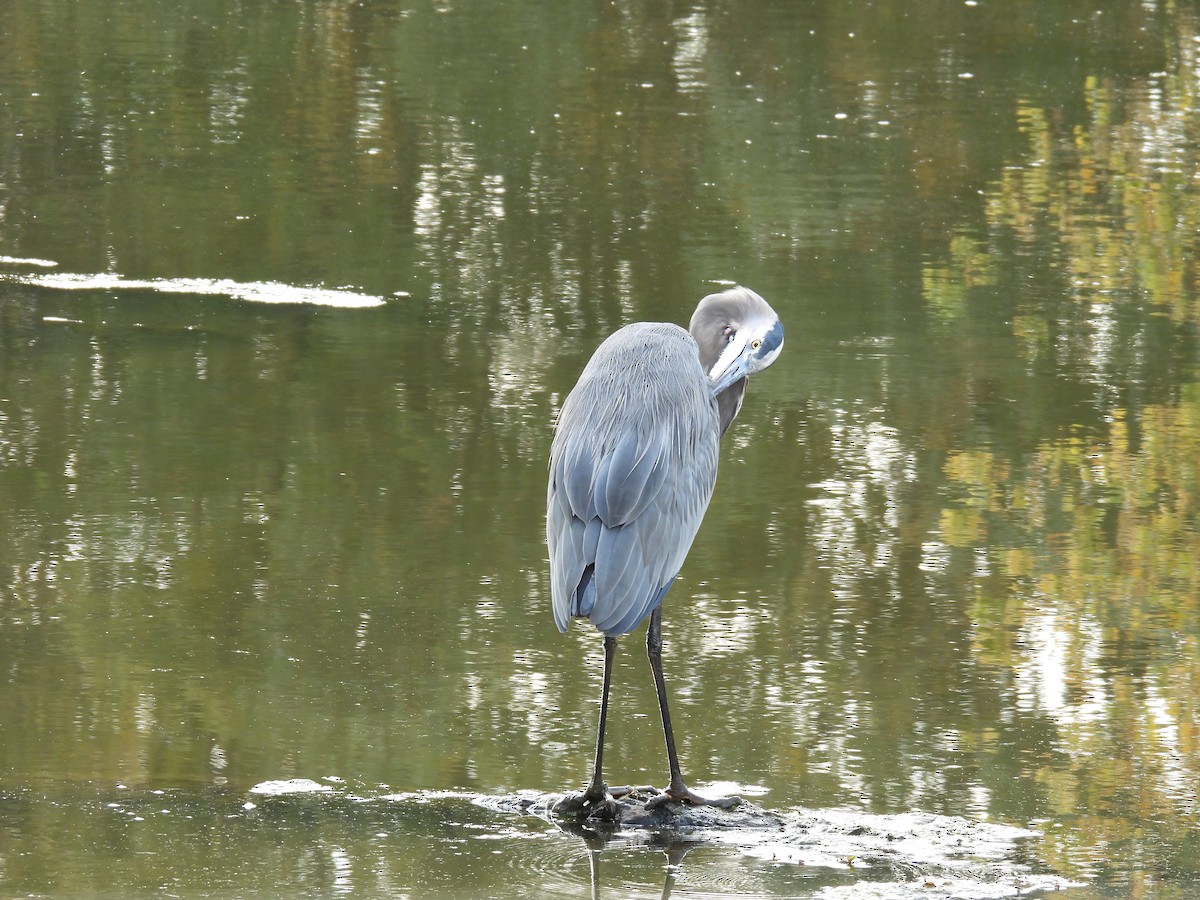 Great Blue Heron - ML643840490