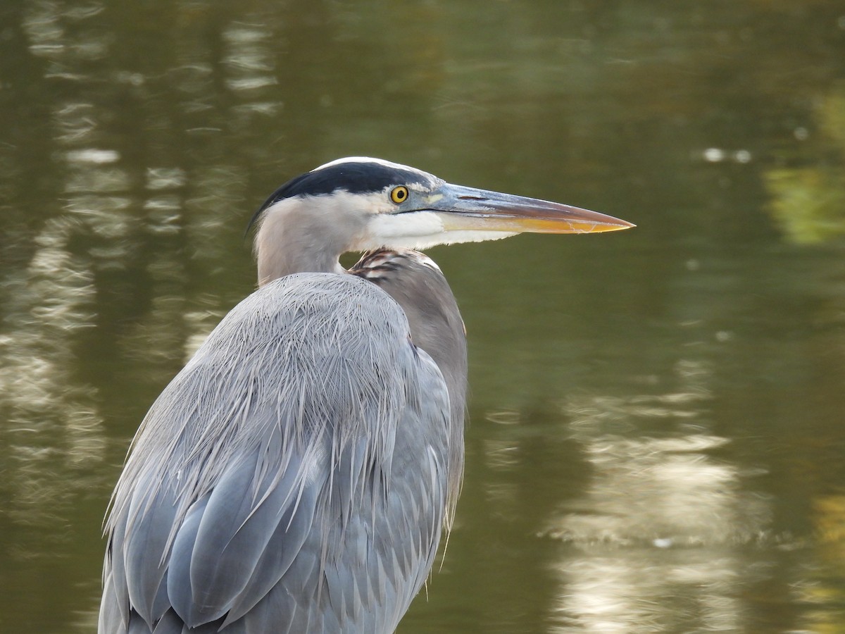 Great Blue Heron - ML643840494