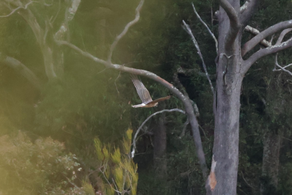 Swamp Harrier - ML643840496