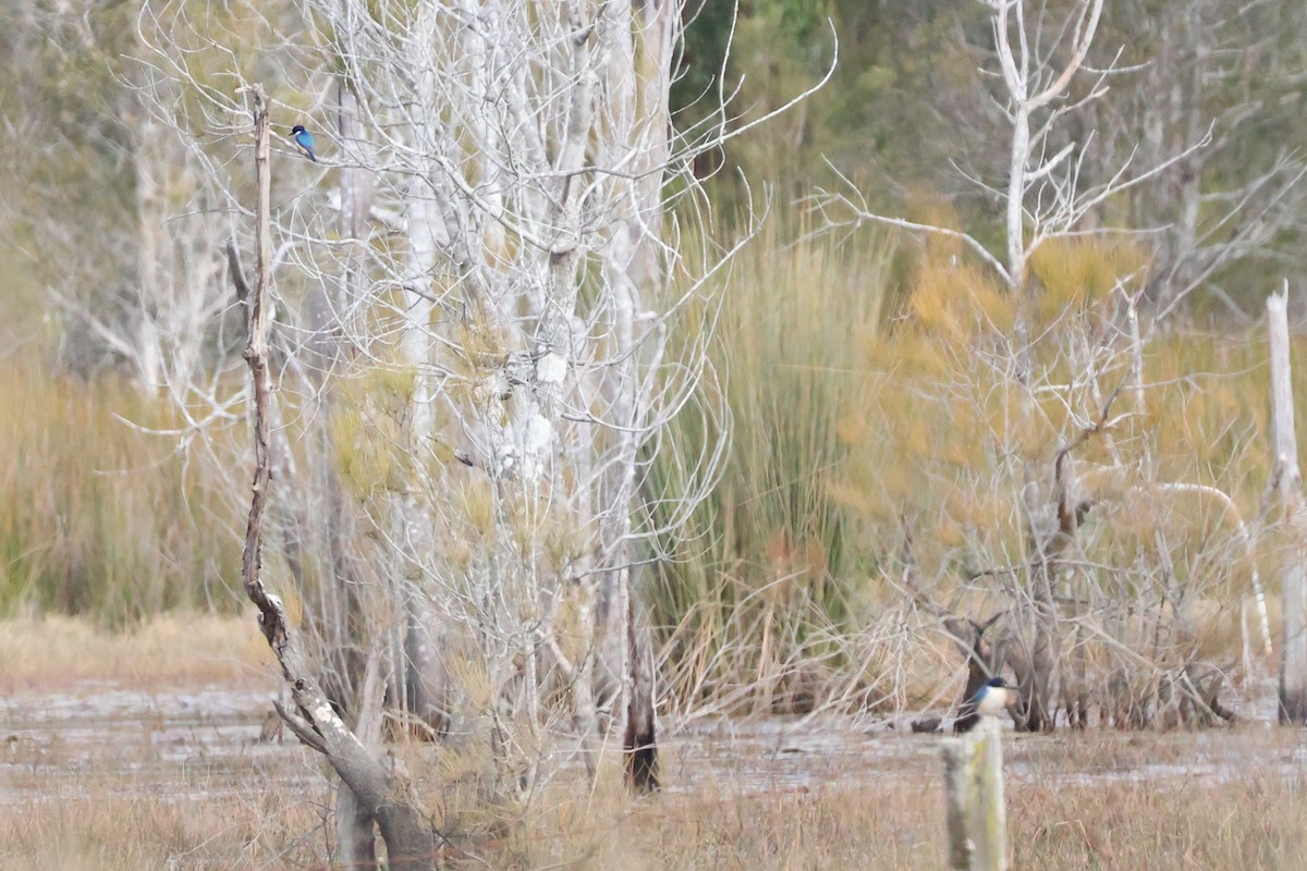 Forest Kingfisher - ML643840499
