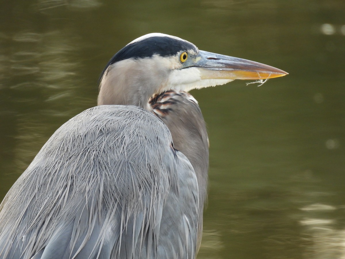 Great Blue Heron - ML643840500