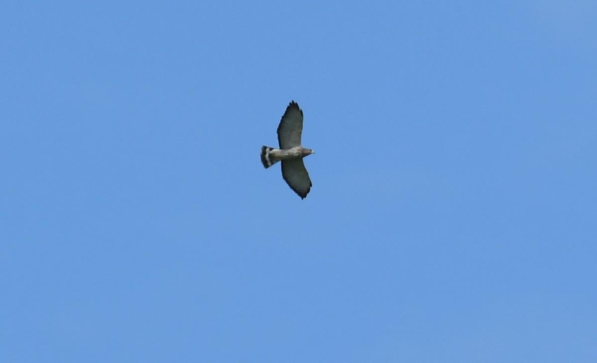 Broad-winged Hawk - ML643840501