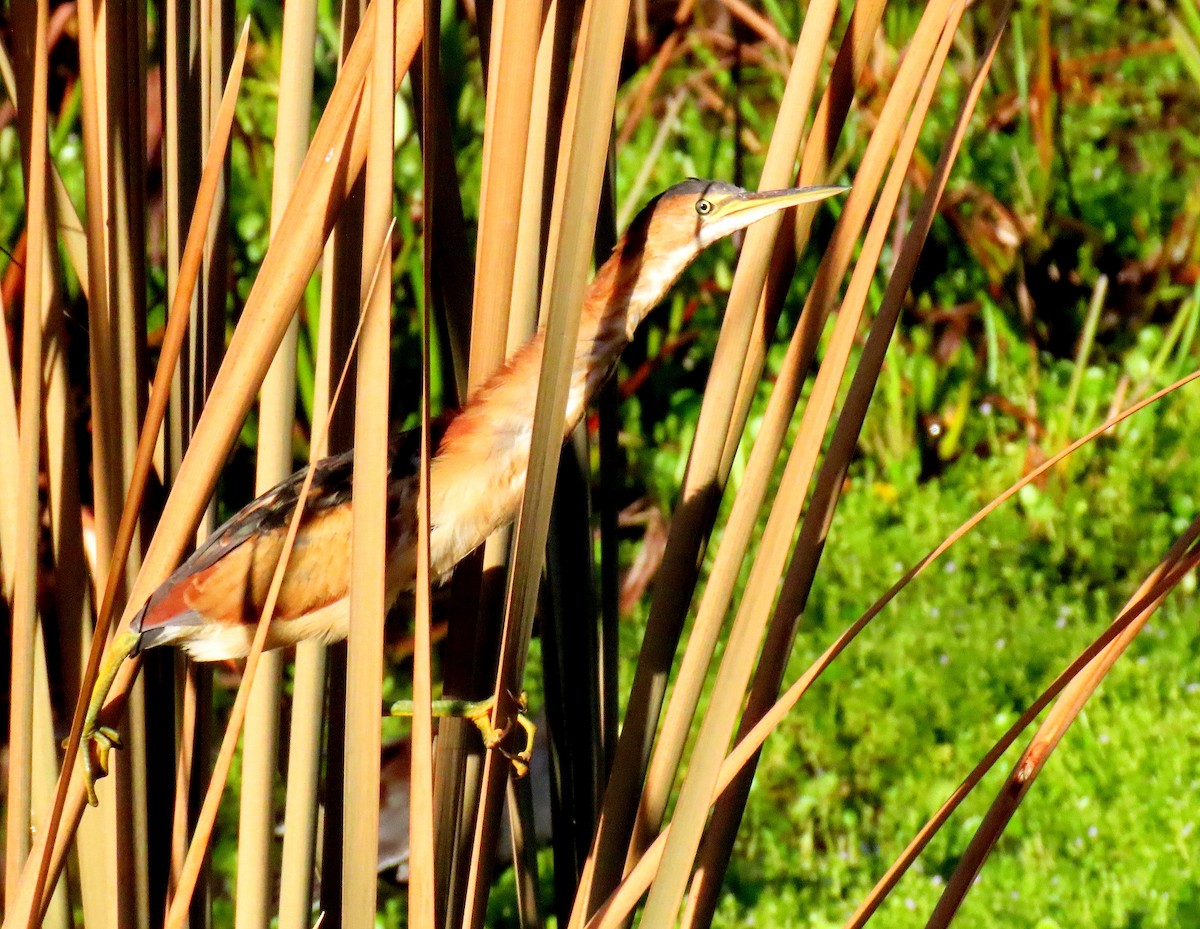 Least Bittern - ML643840519