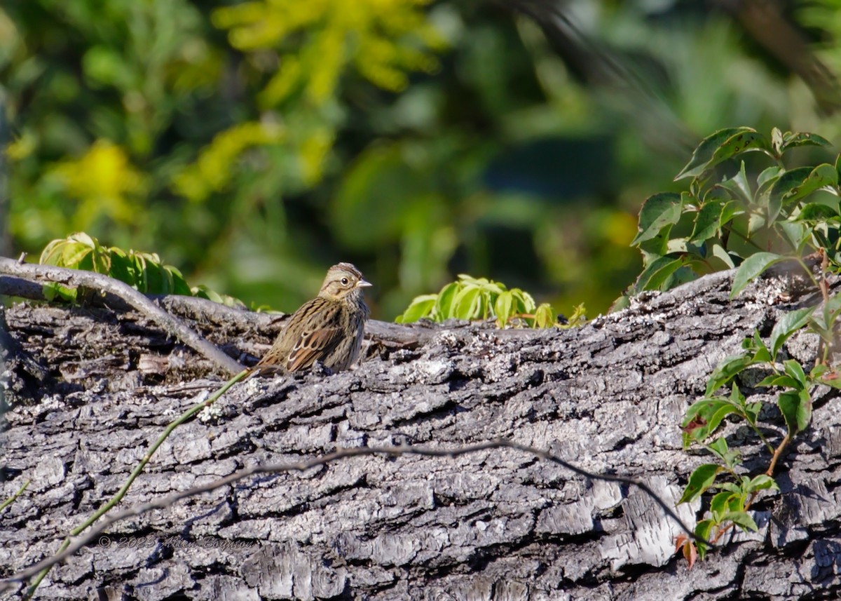 ヒメウタスズメ - ML643840522