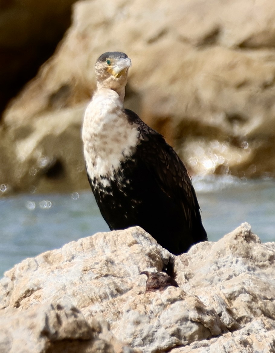 Great Cormorant (White-breasted) - ML643840533