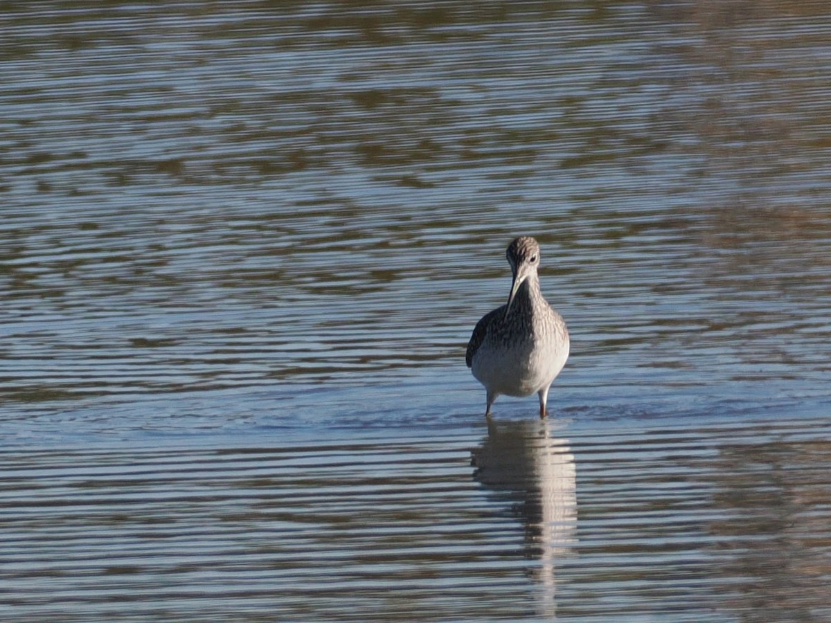 オオキアシシギ - ML643840537