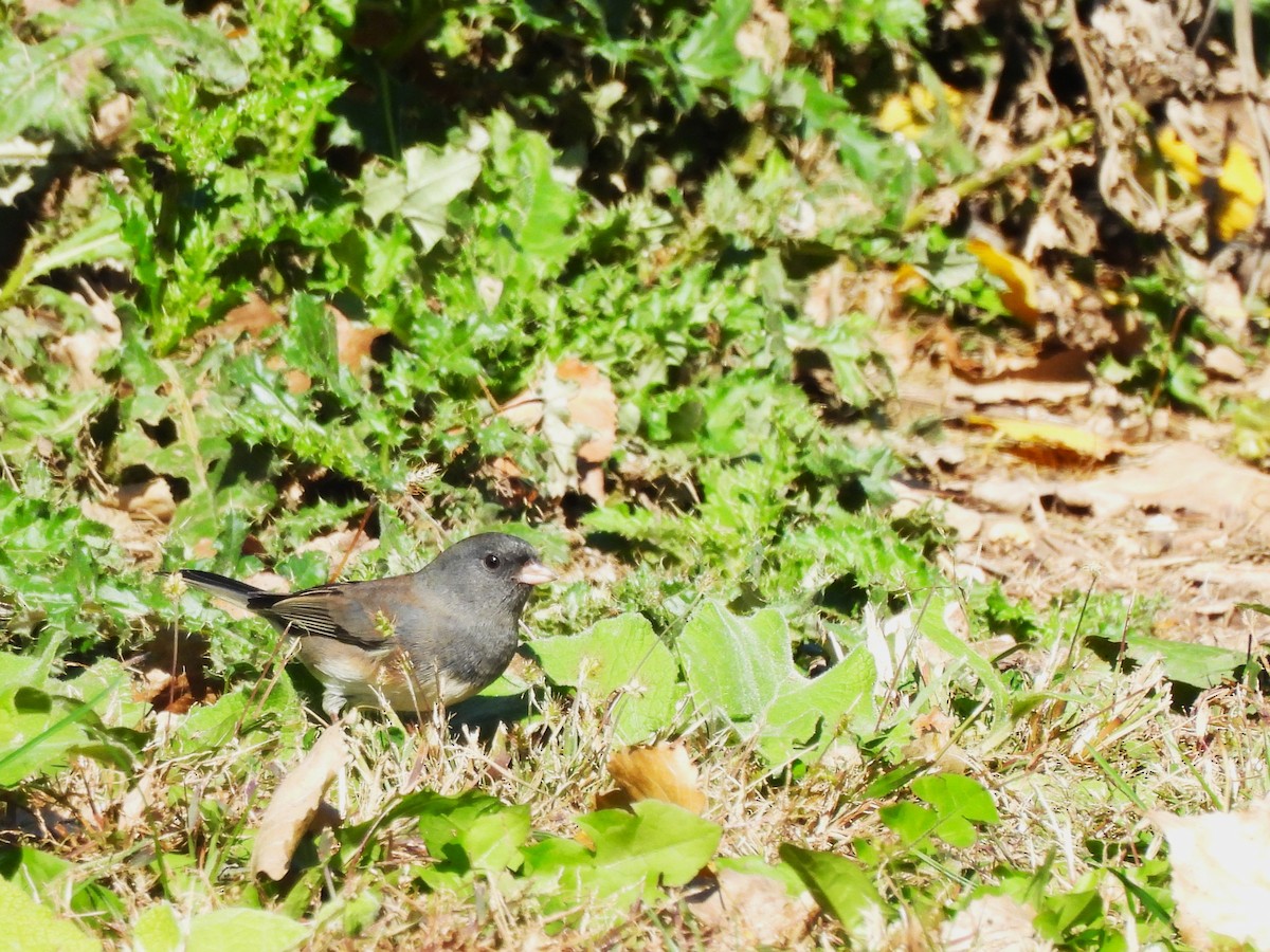 Dark-eyed Junco - ML643840538