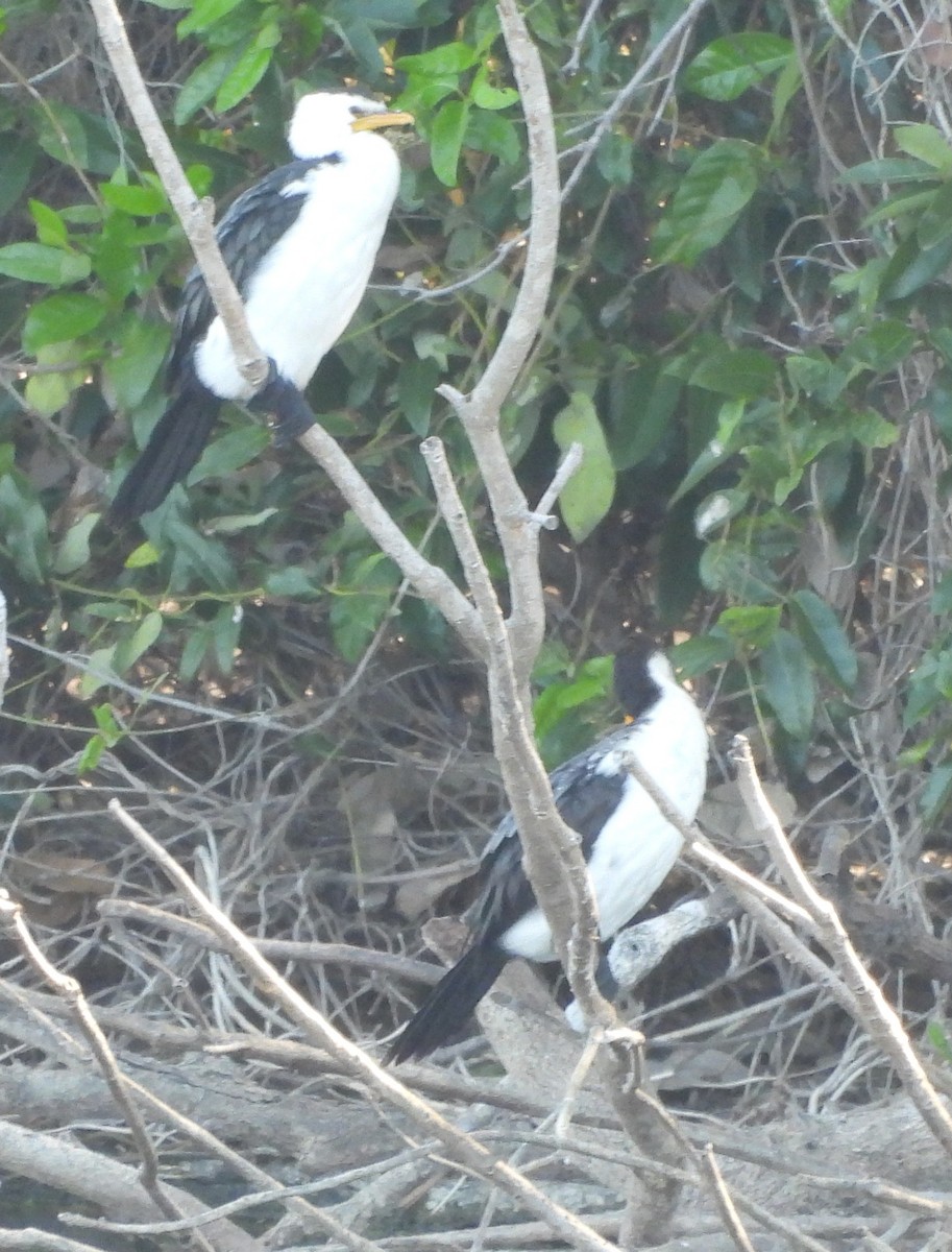 Little Pied Cormorant - ML643840542