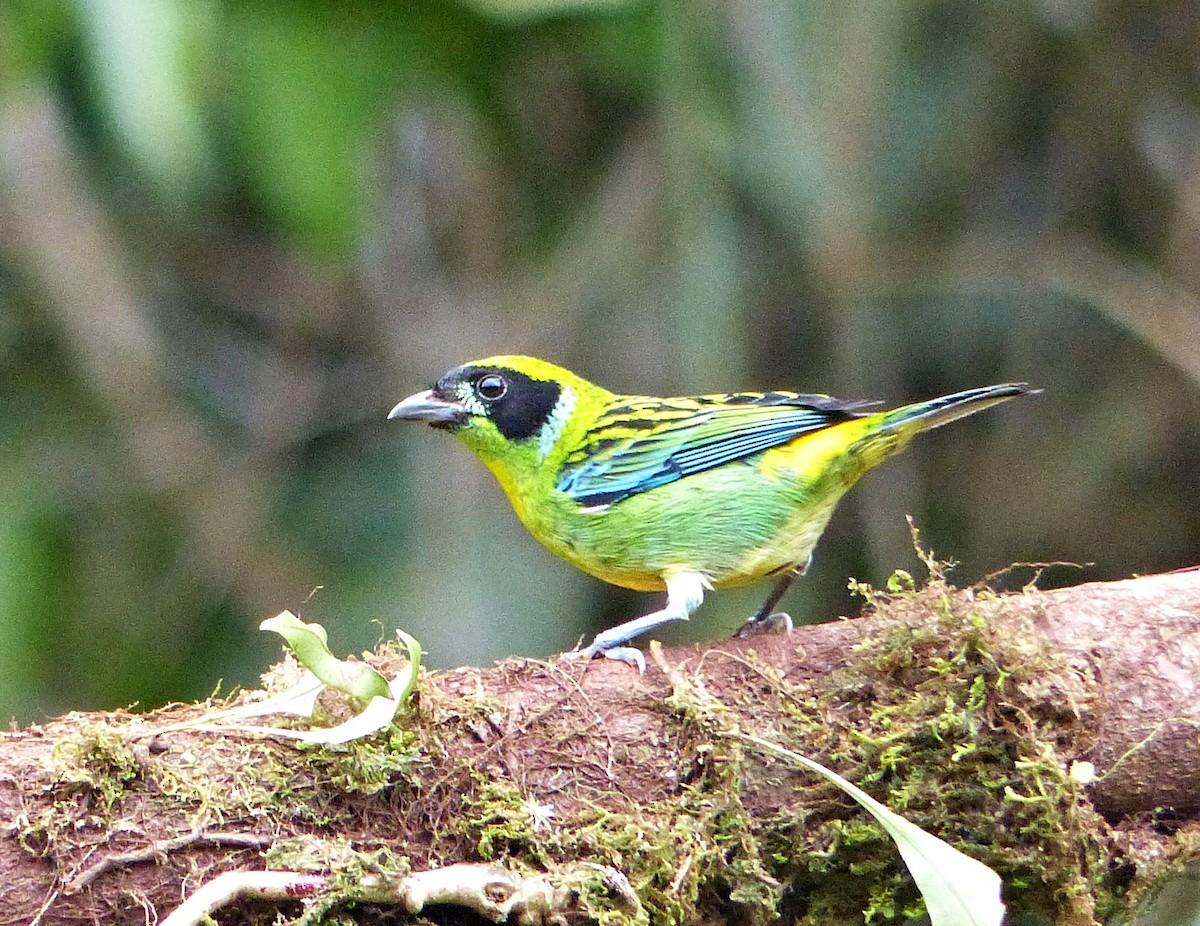 Танагра золотогруда - ML643840550