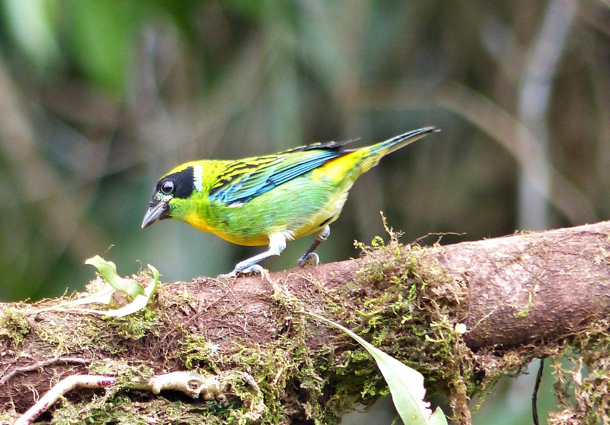 Танагра золотогруда - ML643840552