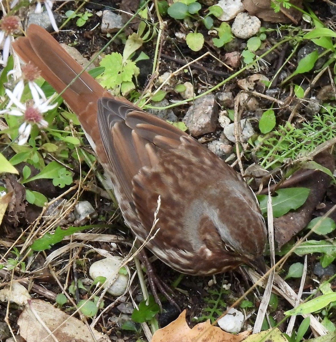 Fox Sparrow - ML643840554