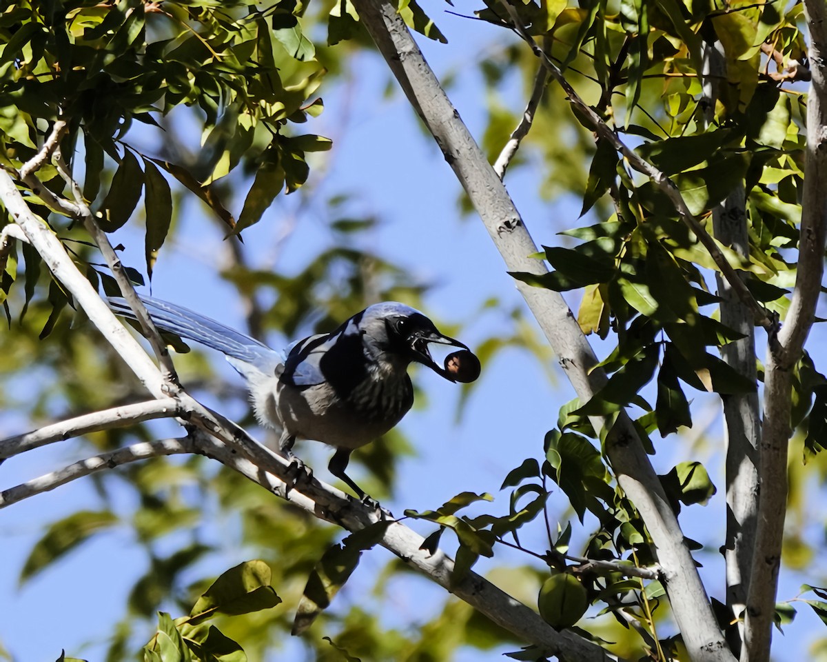 Woodhouse's Scrub-Jay - ML643840556