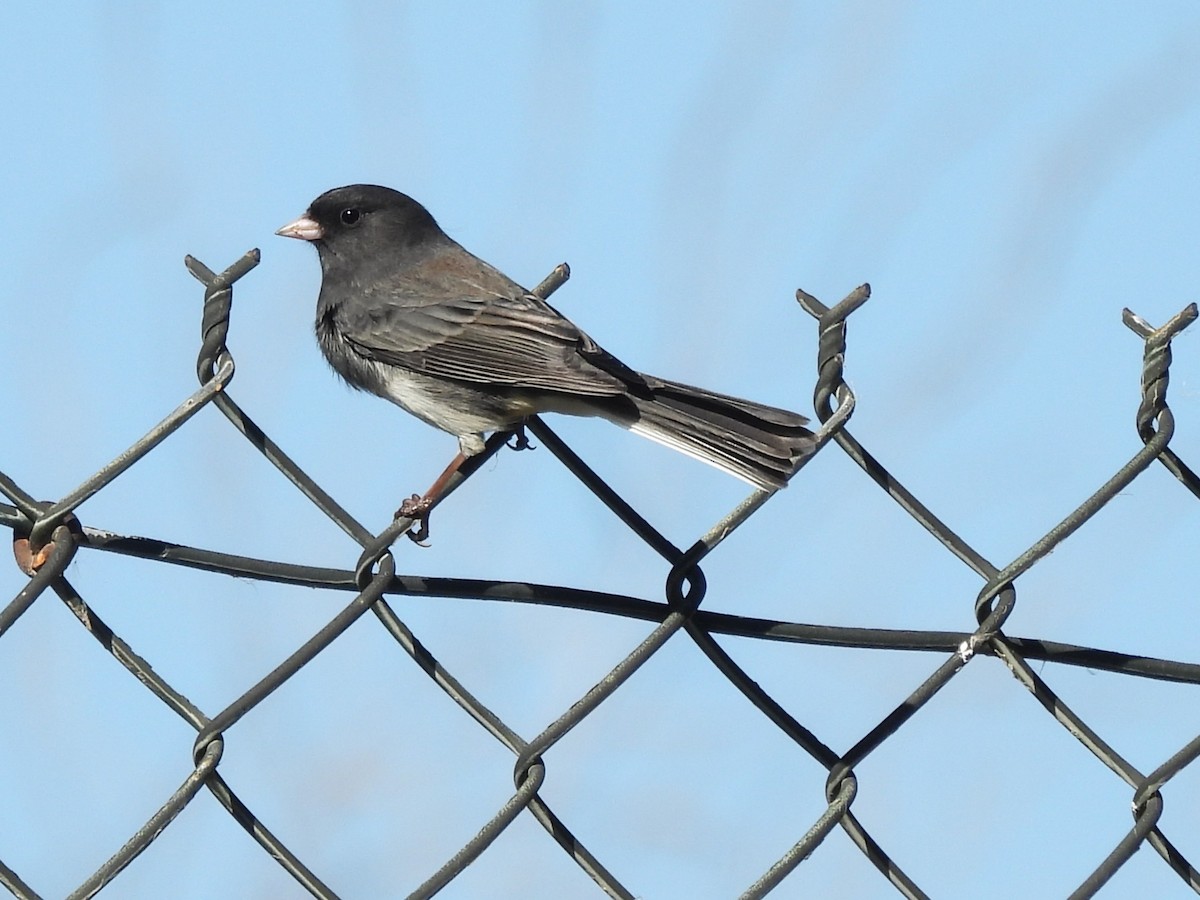 Dark-eyed Junco - ML643840558