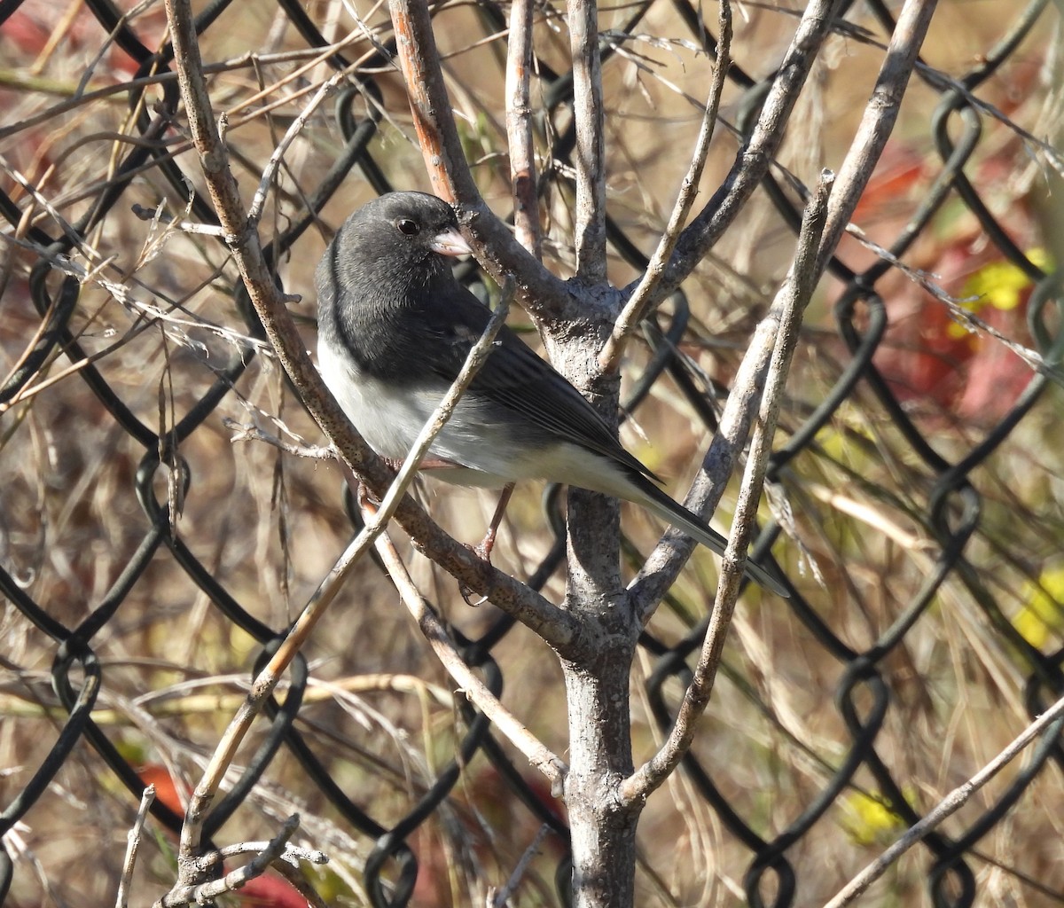 Dark-eyed Junco - ML643840559