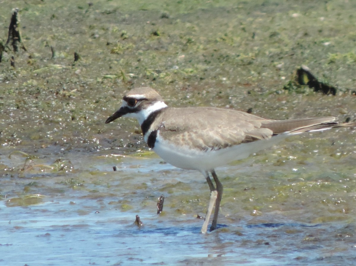 Killdeer - ML64384061
