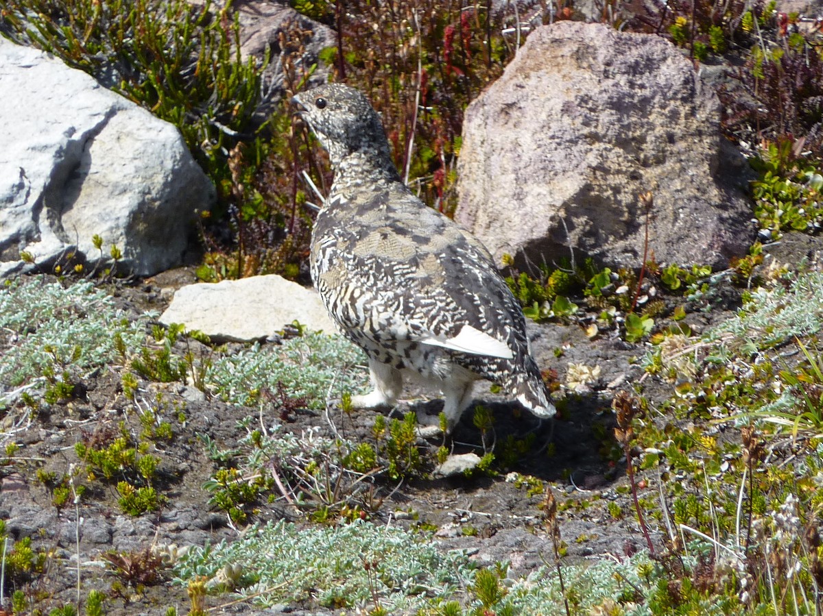 hvitstjertrype - ML643840611