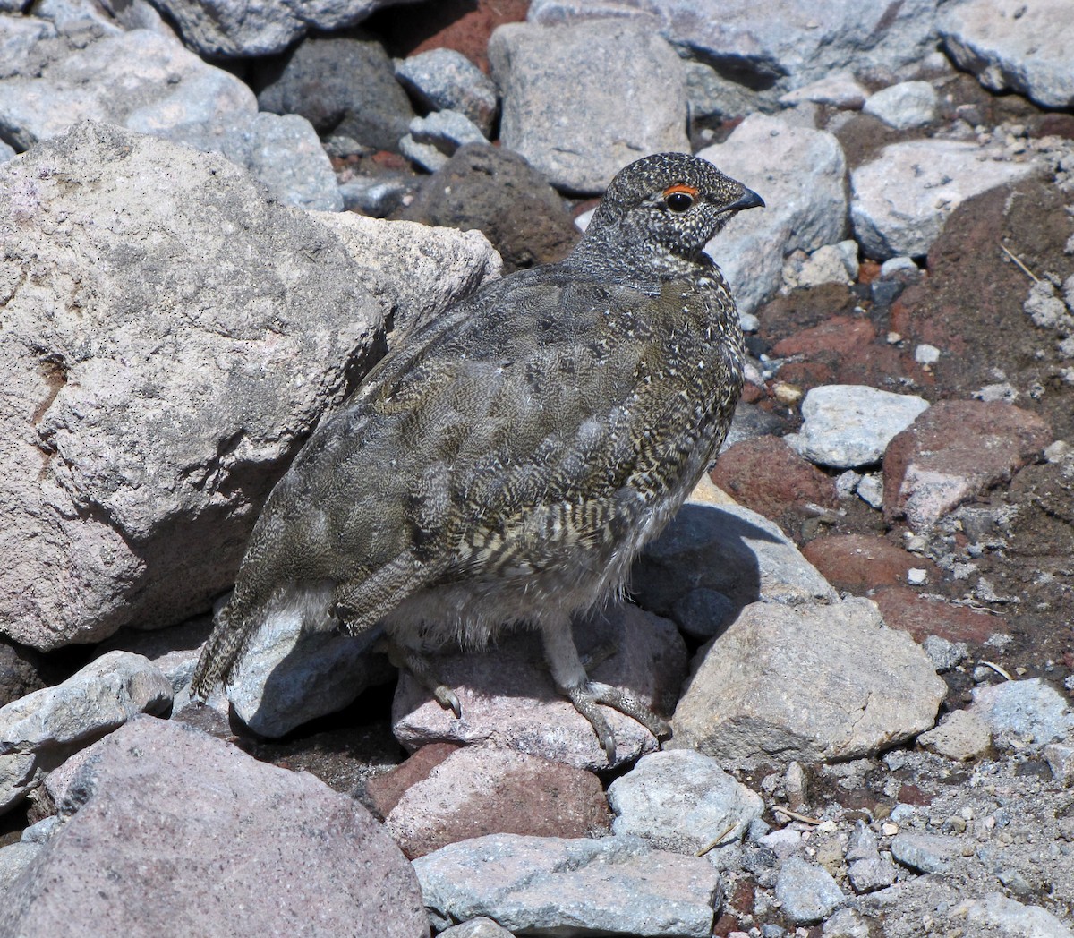 hvitstjertrype - ML643840612