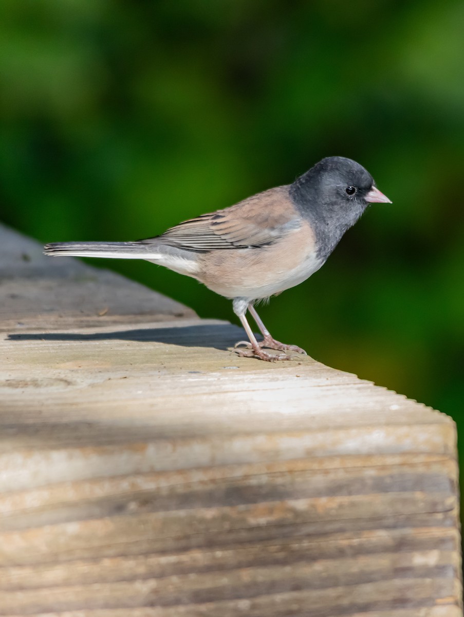 Dark-eyed Junco - ML643840614