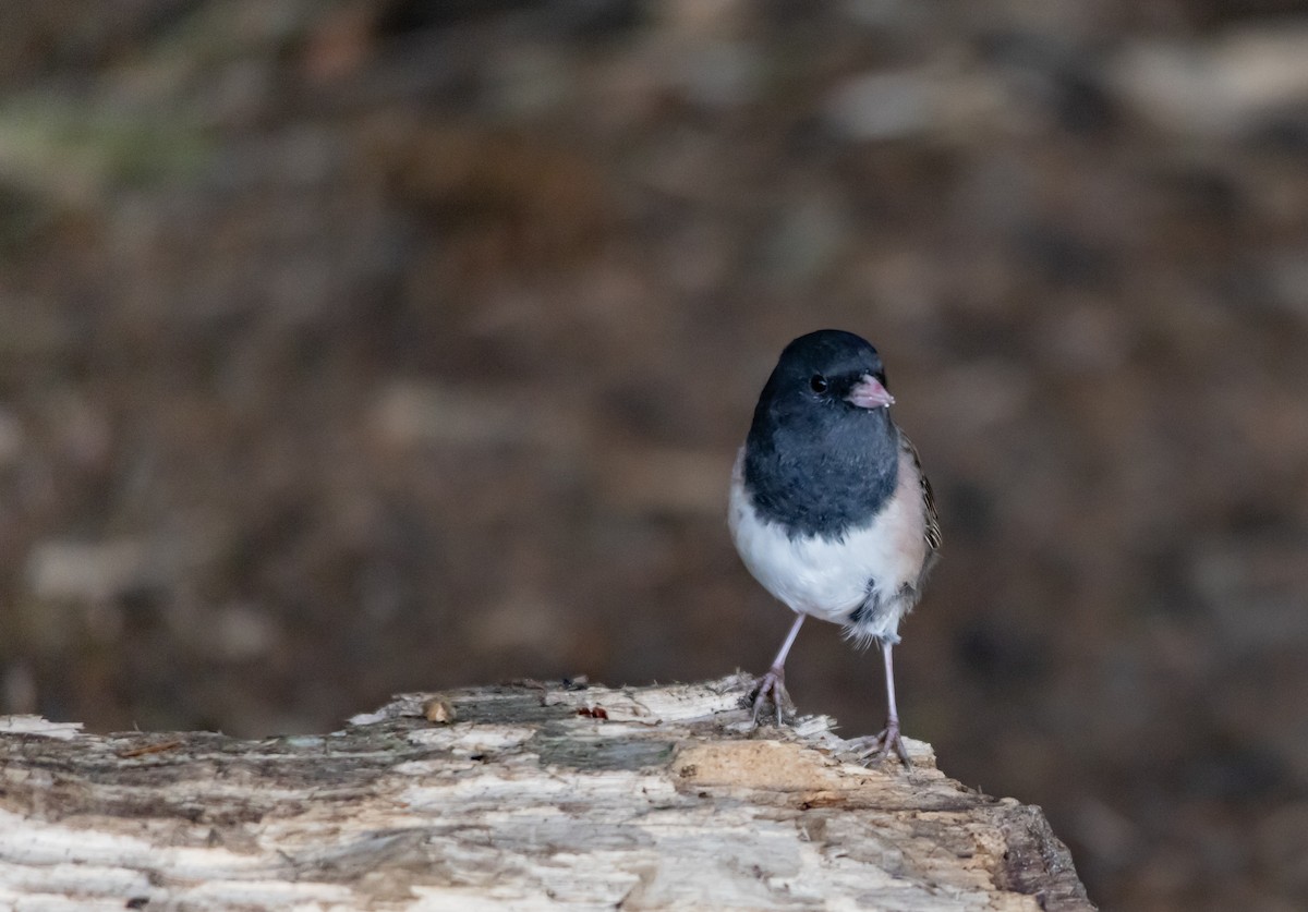 Dark-eyed Junco - ML643840615