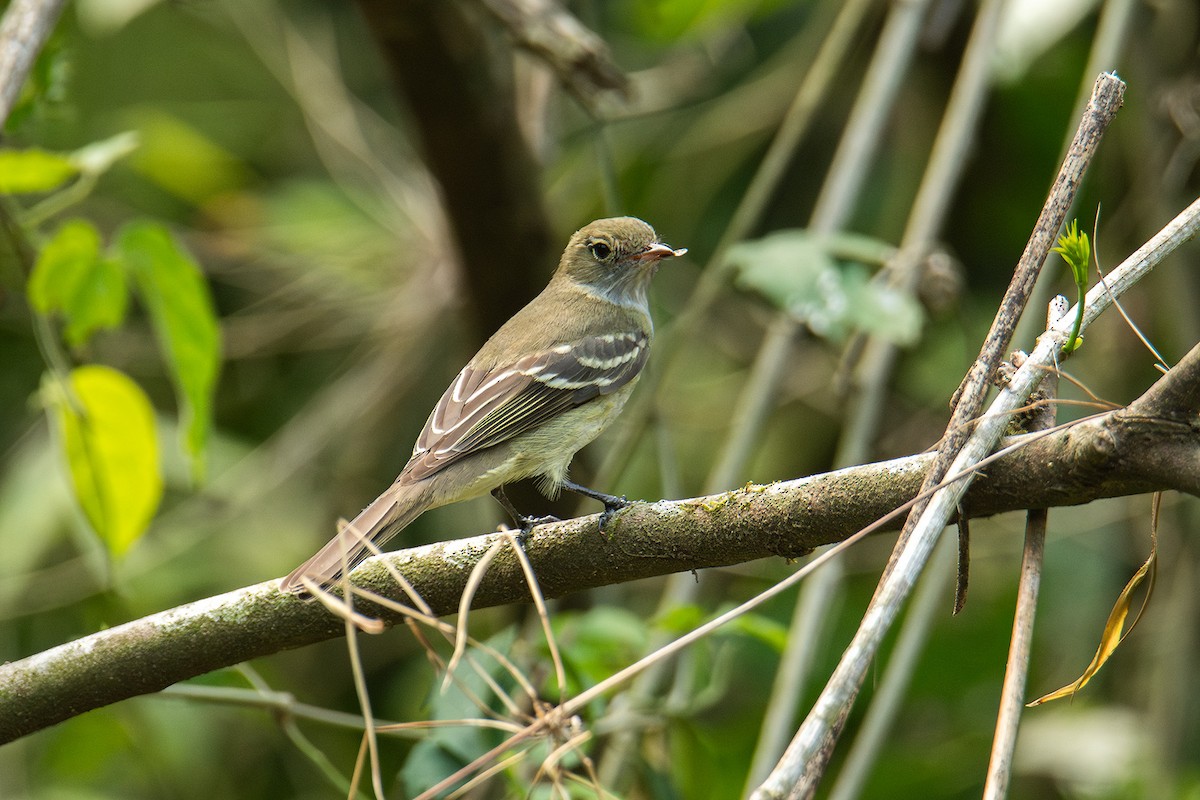 Olivaceous Elaenia - ML643840637