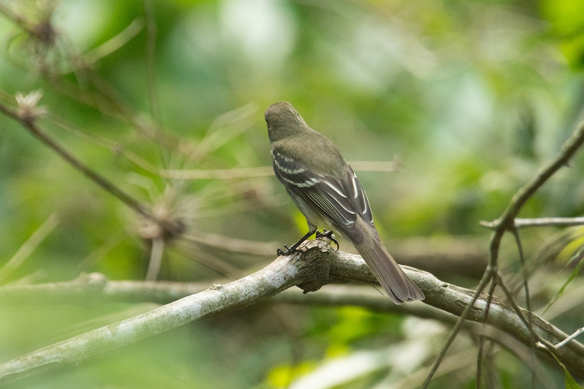 Olivaceous Elaenia - ML643840638