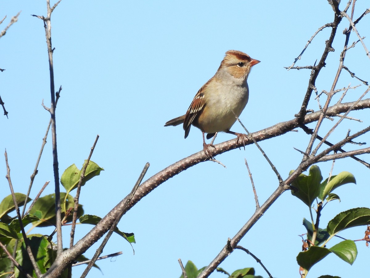 White-crowned Sparrow - ML643840639