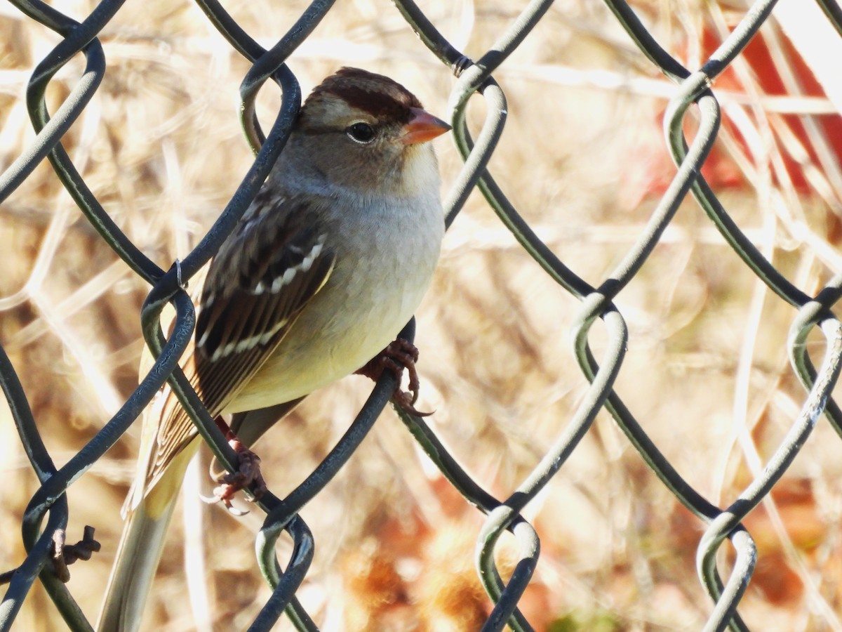 White-crowned Sparrow - ML643840640