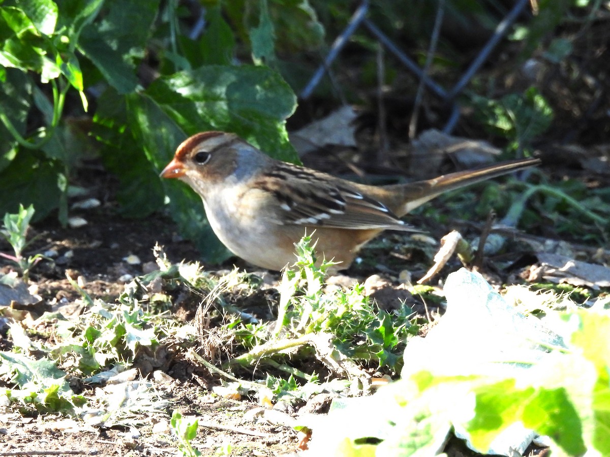 White-crowned Sparrow - ML643840641